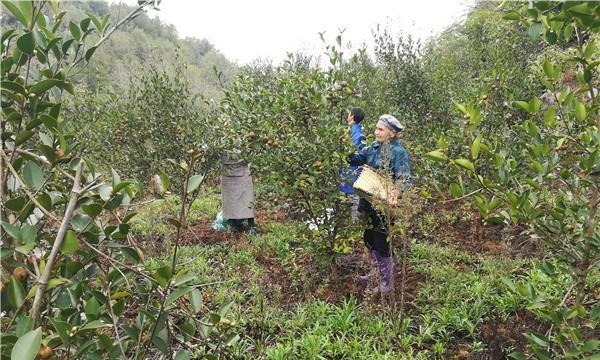 油茶林套种——增收致富新模式（探究油茶林套种的优势和适宜作物）