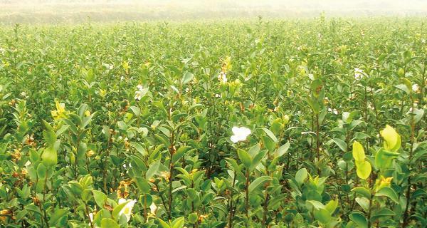 油茶树的种植条件及生长环境要求（探秘油茶树种植与生长之道）