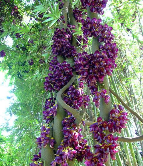 油麻藤开花需要几年（探究油麻藤生长速度及其影响因素）