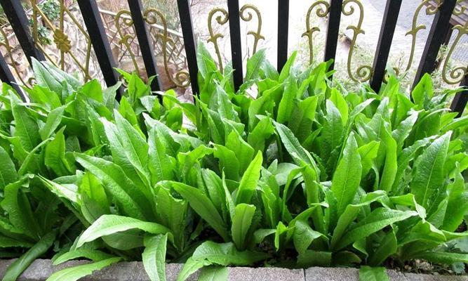 油麦菜的浇水频率（科学浇水让油麦菜更茂盛）