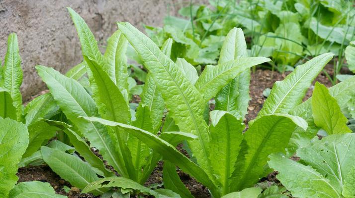 油麦菜种植与收获攻略（一年多次播种）