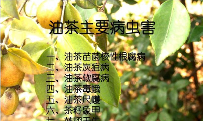 油桃炭疽病的原因与治疗方法（炭疽病是如何影响油桃生长的）