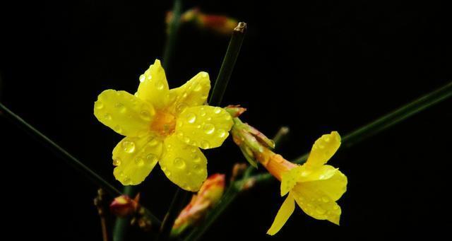 春天的花——生机盎然的美丽（绽放在大地上的色彩之舞）