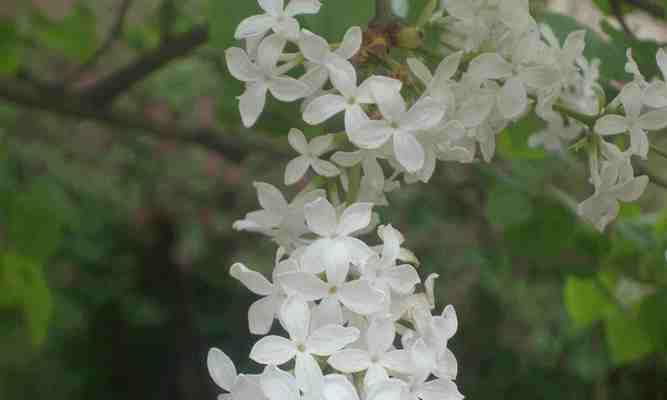 丁香花的花语与寓意（探索丁香花的神秘与浪漫）