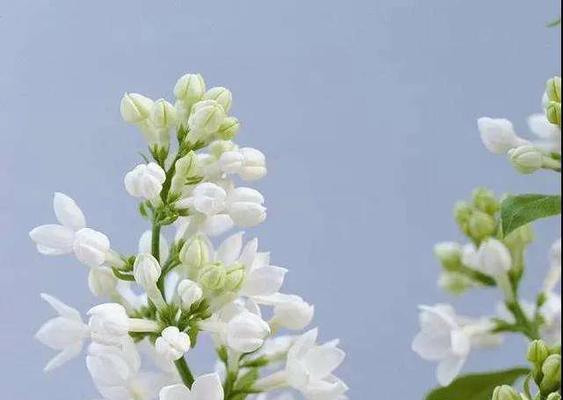 丁香花的花语与含义（探寻丁香花的浪漫意蕴与心灵呼唤）