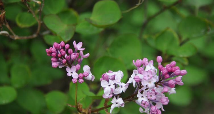 丁香花的花语与寓意（探索丁香花的丰富象征意义与传统寓意）