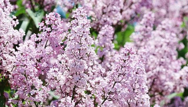 丁香花的花语与象征意义（传递真挚的爱情与美好祝福——丁香花的浪漫花语）