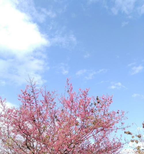 冬樱花、重瓣樱花和樱花草的花语（探寻不同樱花的内涵与象征）