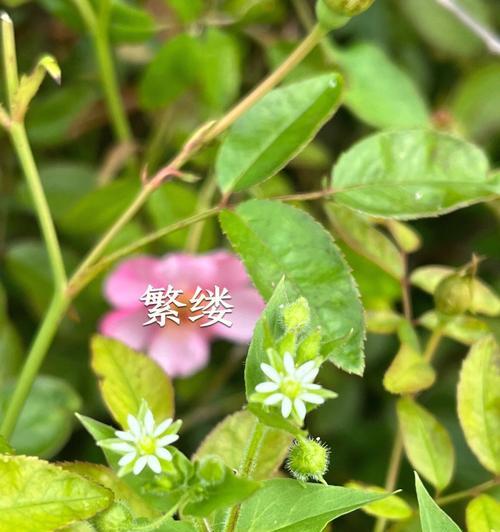 繁缕花的花语与意义（探寻繁缕花背后的情感世界）