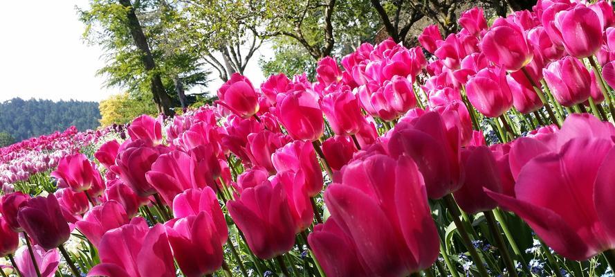 粉色郁金香花语的美丽与祝福（探秘粉色郁金香的花语与象征）