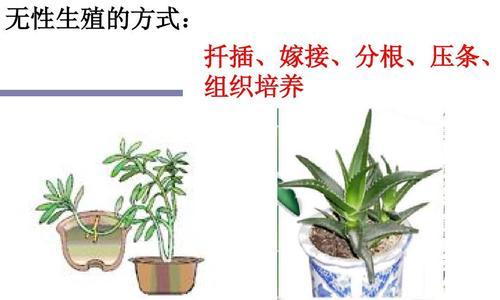 如何正确进行菊花扦插（时间）