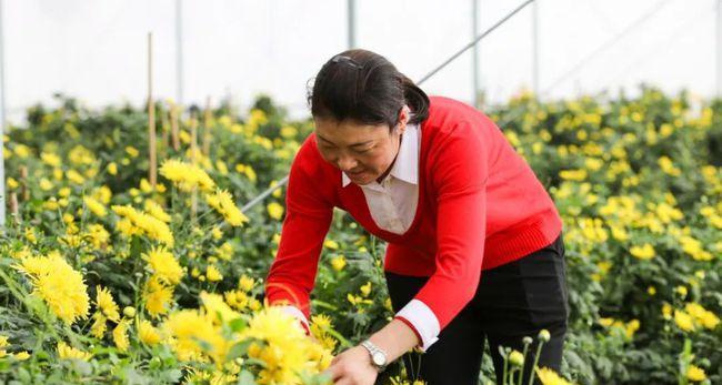 菊花的采摘与养护（秋季菊花采摘攻略）