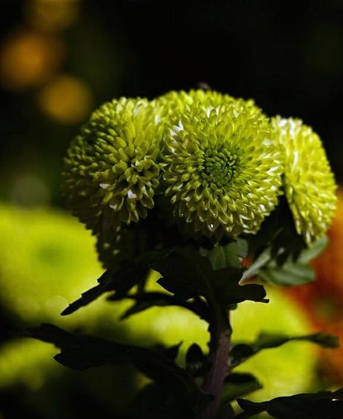 揭秘菊花的生长特性与落叶习性（探究菊花的四季变化与抗逆能力）