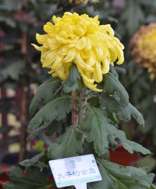 菊花的形状与特点（从色彩到形态）