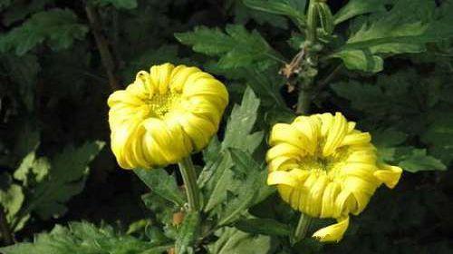 解密菊花（从菊花的生长方式）