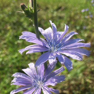 菊苣的种植与应用（揭秘农村常用菜品的秘密——菊苣）