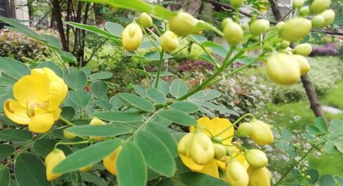 决明子——多年生草本植物（了解决明子的生长习性与药用价值）