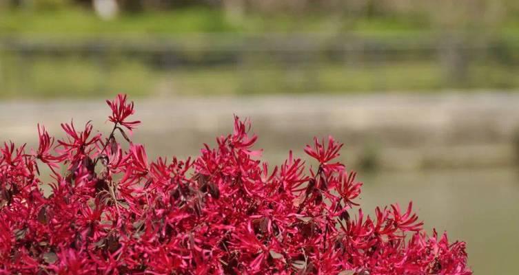 红色丁香花语之美——红色丁香花所传递的寓意和情感（热情、温暖、自由与希望）