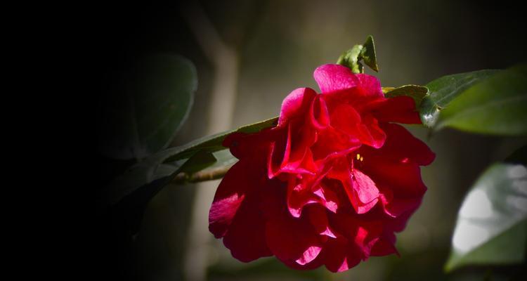 红色山茶花的花语与代表意义（红色山茶花所传递的爱与热情）