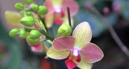 蝴蝶兰花的花语与代表意义（美丽的蝴蝶兰）