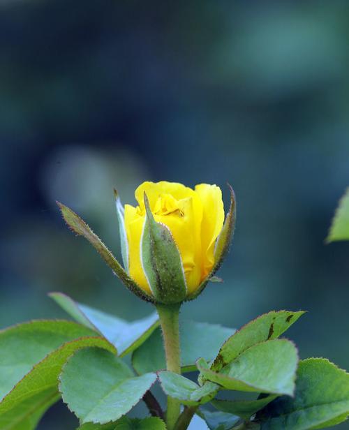 黄色月季花的象征意义（阳光）