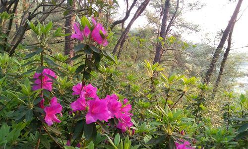 黄山市花杜鹃花的象征与意义（揭秘杜鹃花所蕴含的自然之美与文化内涵）