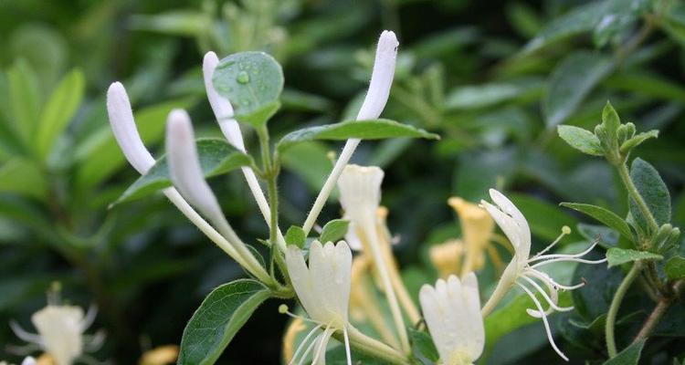 金银花的花语和寓意解读（探秘金银花花语的深意）