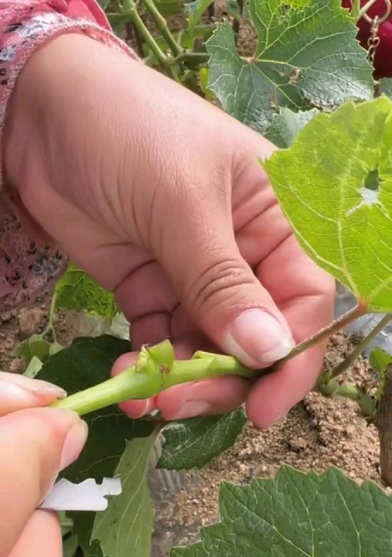 葡萄芽接的最佳时间和技术方法（掌握关键技巧）