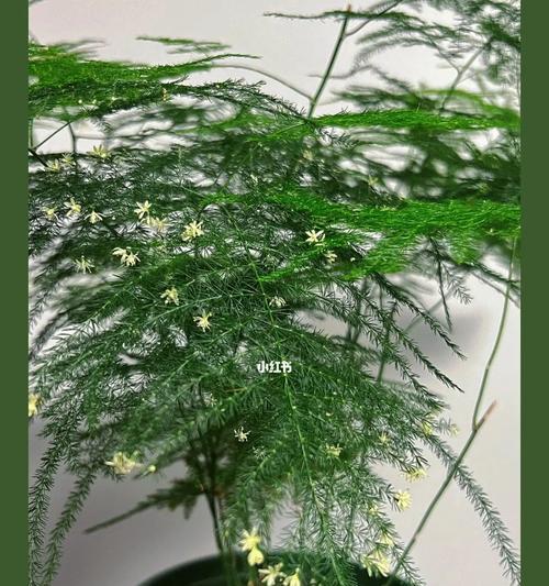 文竹是否开花？——揭秘文竹花的颜色与样子