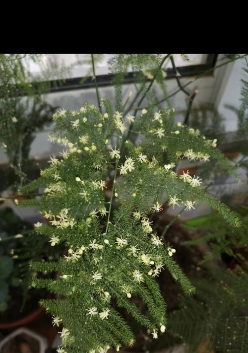 文竹开花，寓意何在（解读文竹花语）