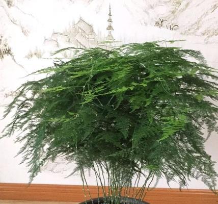 文竹——一种适合室内的观叶植物（揭秘文竹的外貌）