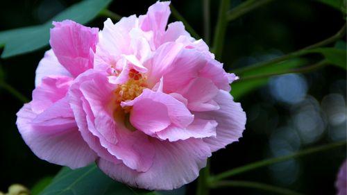 芙蓉花（揭示爱情真谛的恒星花朵）