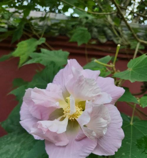 芙蓉花（水中仙子）