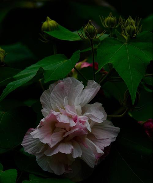 芙蓉花语（以芙蓉花为媒介）