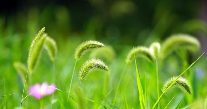 狗尾草花语（探寻狗尾草花语的含义）