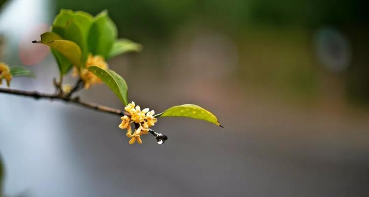 桂花花语的美妙寓意（桂花——芳香满溢的爱与希望）