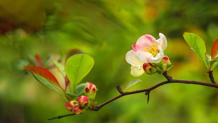 海棠花（海棠花的花语与传说）