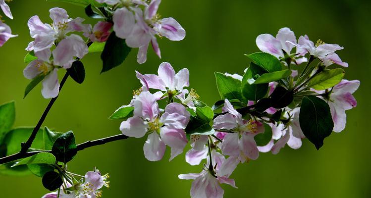 海棠花的花语与意义（传承中华文化的花朵-海棠花）