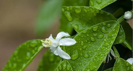 沃柑开花结果全程解析（几月开花结果）