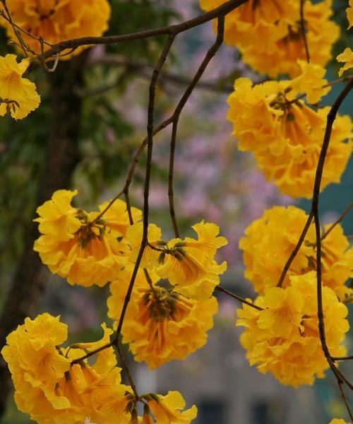 黄花风铃木的花语及其象征意义（探索黄花风铃木的花语与心灵寓意）