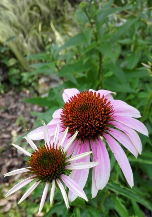 松果菊的花语——寓意多样的花朵（传递爱）