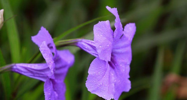 紫花翠芦莉花语之美丽与神秘（解读紫花翠芦莉的花语）