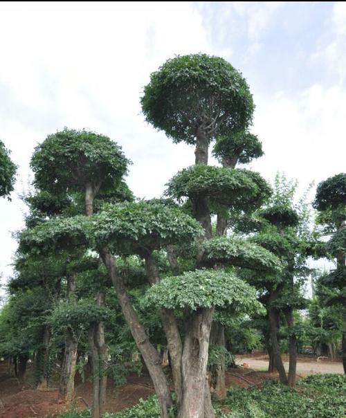 节白蜡的耐寒性研究（揭秘节白蜡为何能在极寒环境下存活）