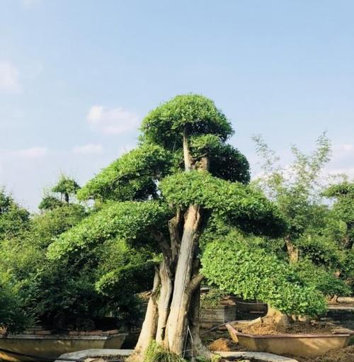 节白蜡安全性研究（揭秘节白蜡的毒性成分及危害）