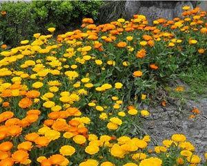 冬季开花的多年生花卉（寒冬不凋零的美丽花园）