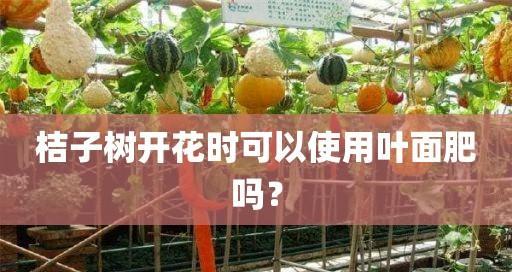 一篇详细的桔子树施肥指南（一篇详细的桔子树施肥指南）