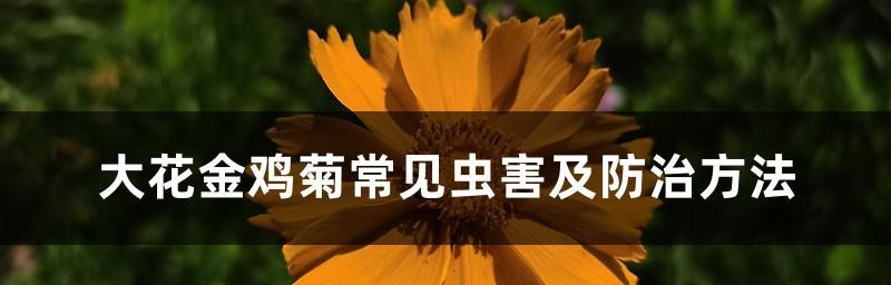 菊花病虫害防治技术与方法措施（保护菊花）