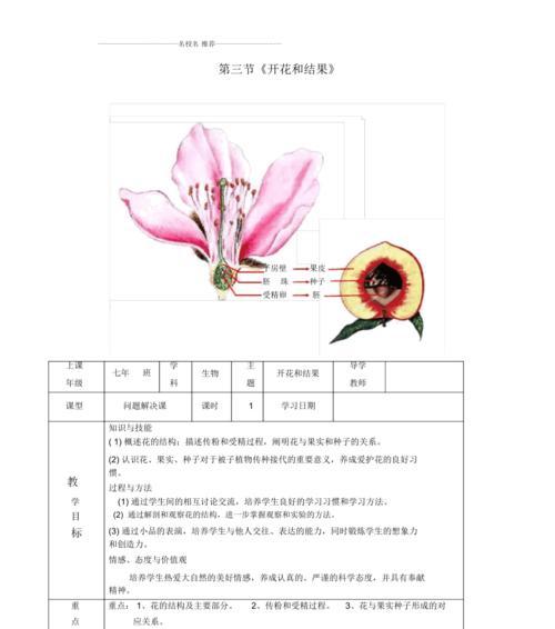 如何正确打顶菊花（时间与方法步骤详解）