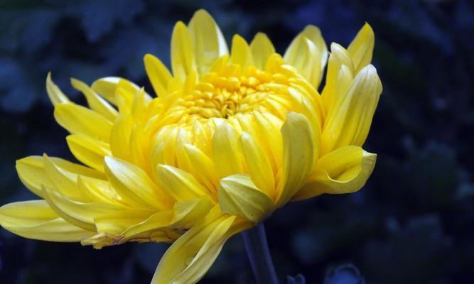 赏菊花，品秋意（菊花特点与鉴赏技巧）