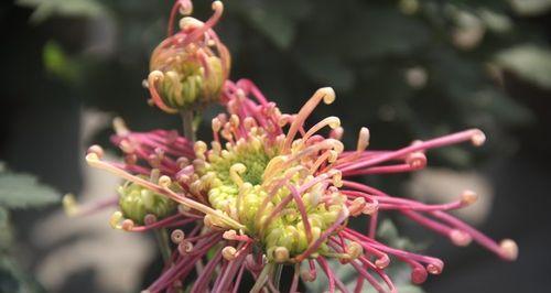 阳光下的菊花（为什么菊花都喜欢阳光）